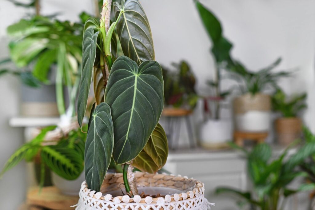 Philodendron melanochrysum in pot