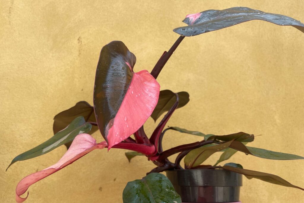 Philodendron 'Pink Princess' with crescent leaves