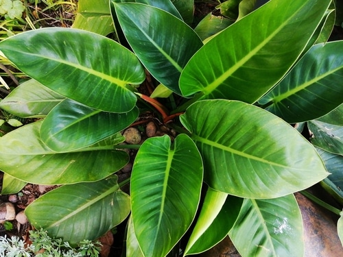 A healthy philodendron plant