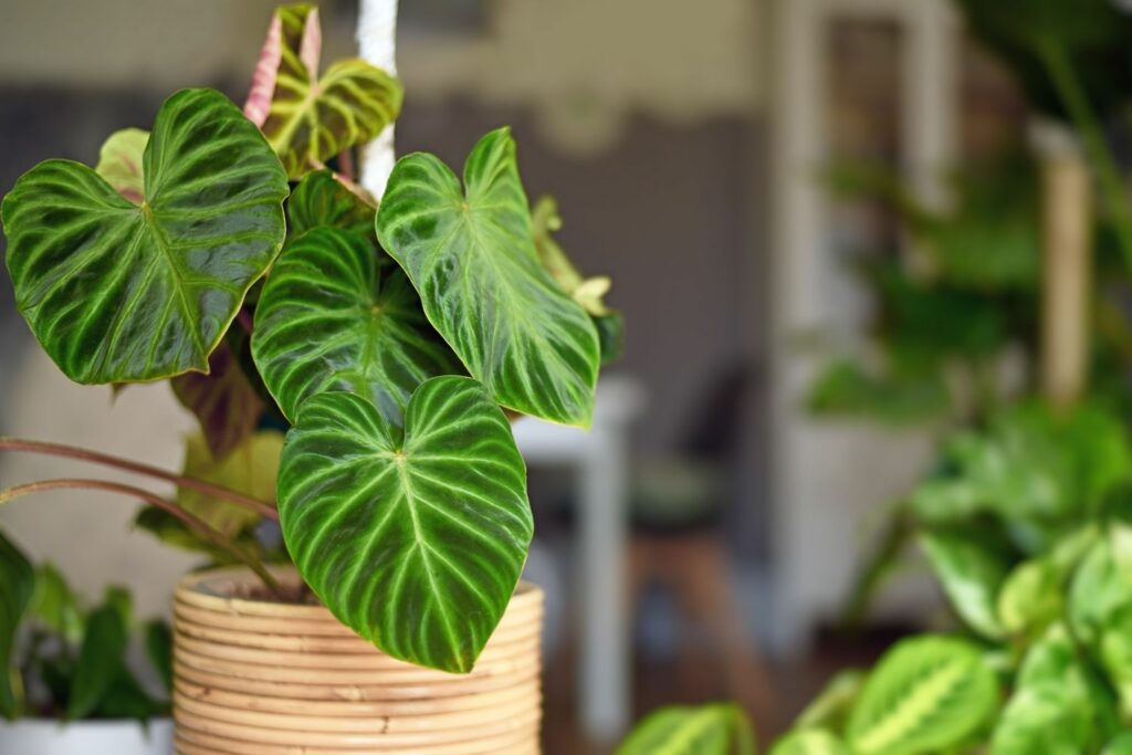 Philodendron verrucosum in wooden pot
