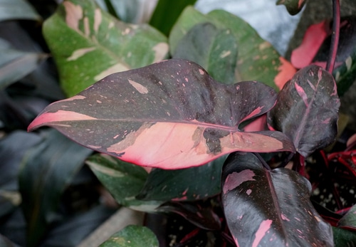 A beautiful philodendron with pink and black patterned leaves.