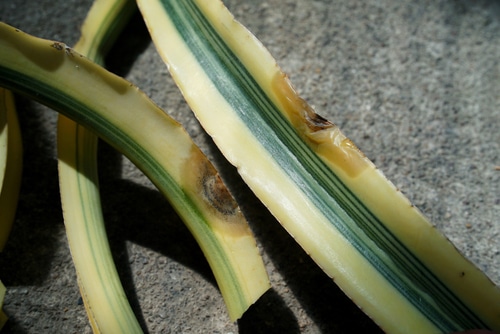 moldy disease on a snake plant leaf