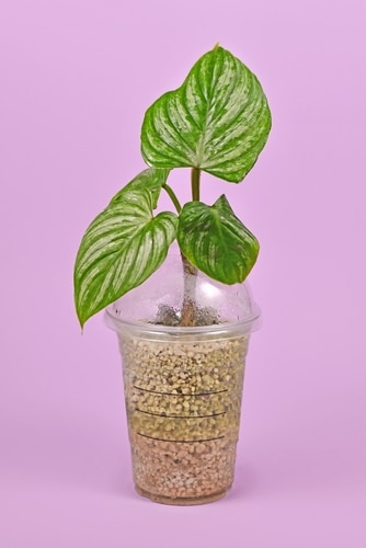 A plant cut planted on a culture medium with an old plastic cup container.