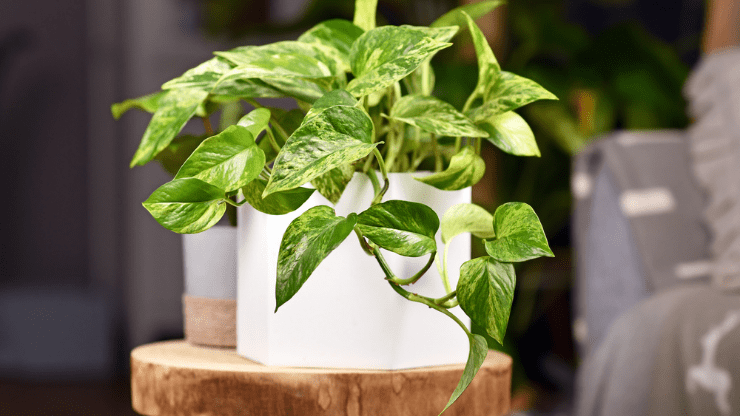 pothos best houseplants for black thumbs