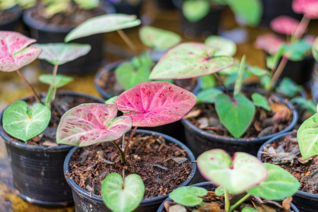 Several young plants grown from caladium bulbs