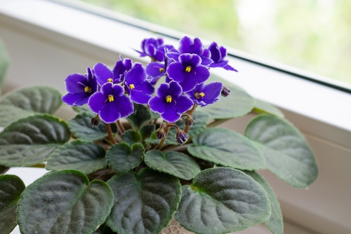 An indoor plant with a purple flower