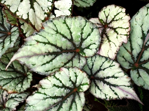 Beautiful leaf patterns of a purple shamrock