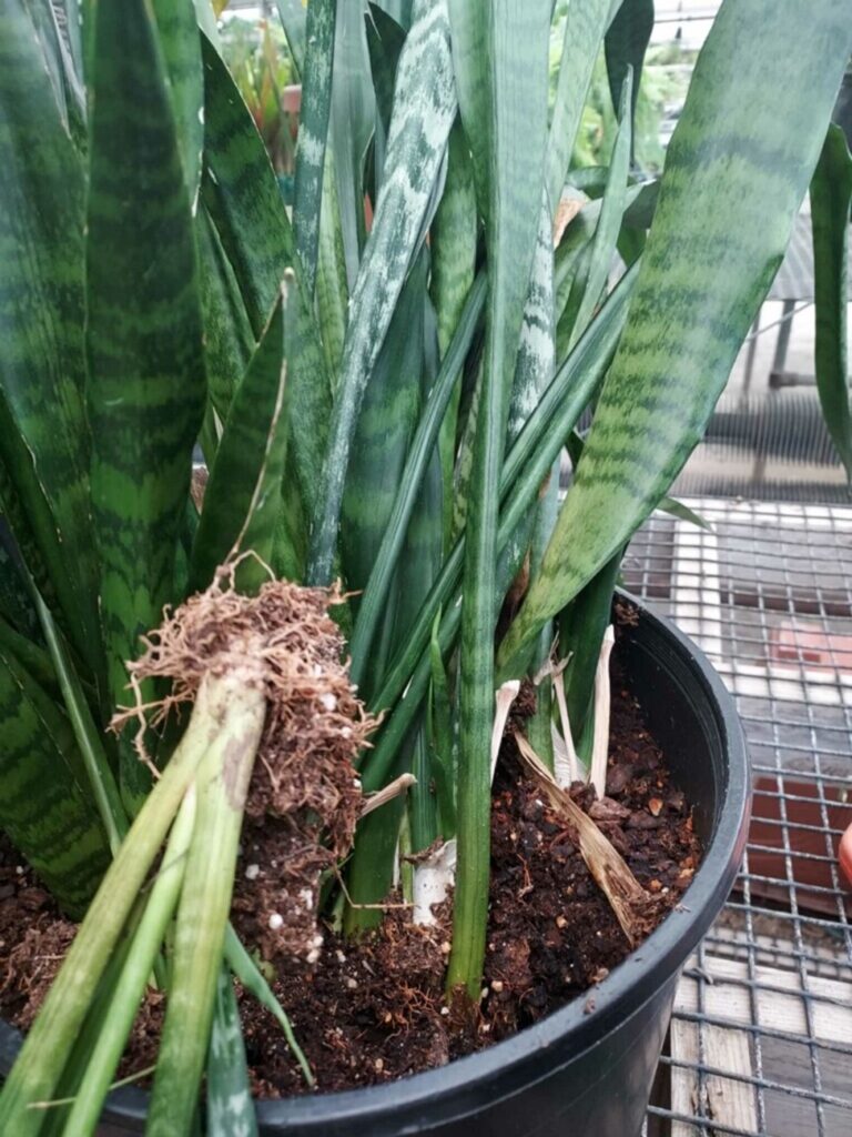 A snake plant with rotting roots
