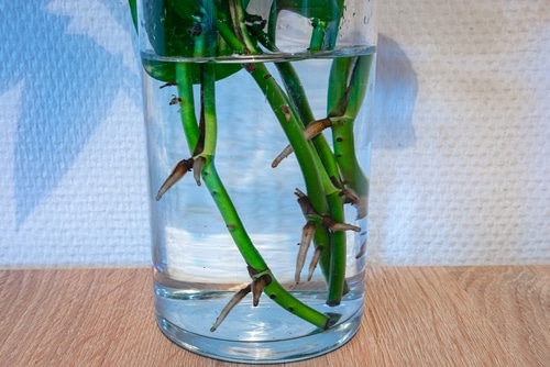 Root rooting of a philodendron stem with the water method.