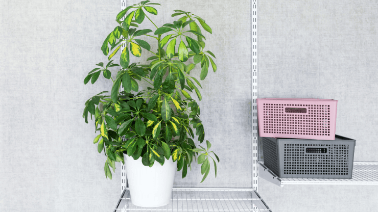 schefflera best houseplants for black thumbs