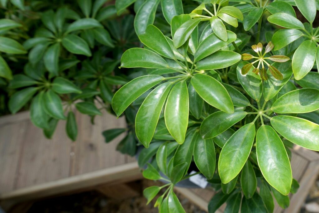 Close-up of umbrella plant leaves