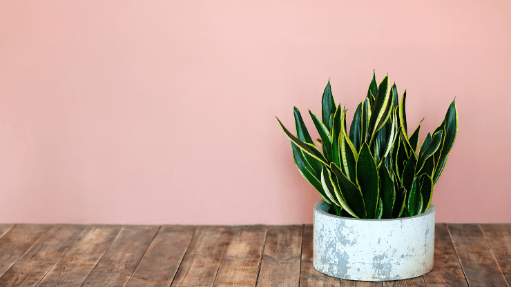 snake plant for dark rooms
