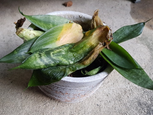 A dead snake plant with wet leaves from overwatering
