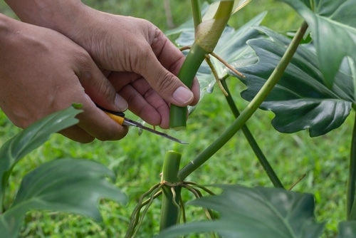 A gardener who uses sharp scissors to cut a philodendron stem.