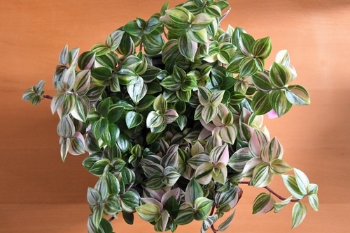 tricolor houseplant on an orange background