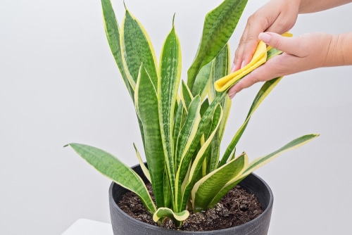 A person drying the leaves of a snake plant