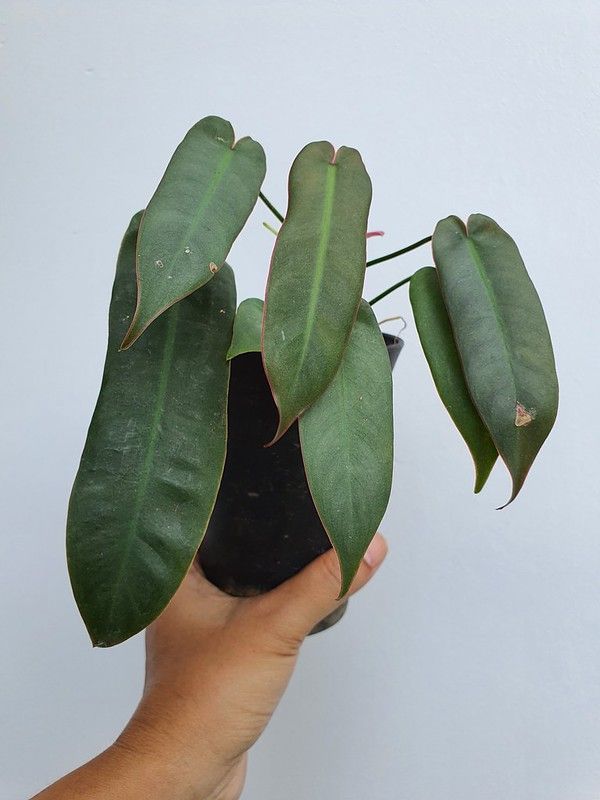 1 Philodendron Atabapoense