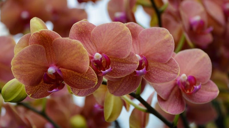 10 orquídeas