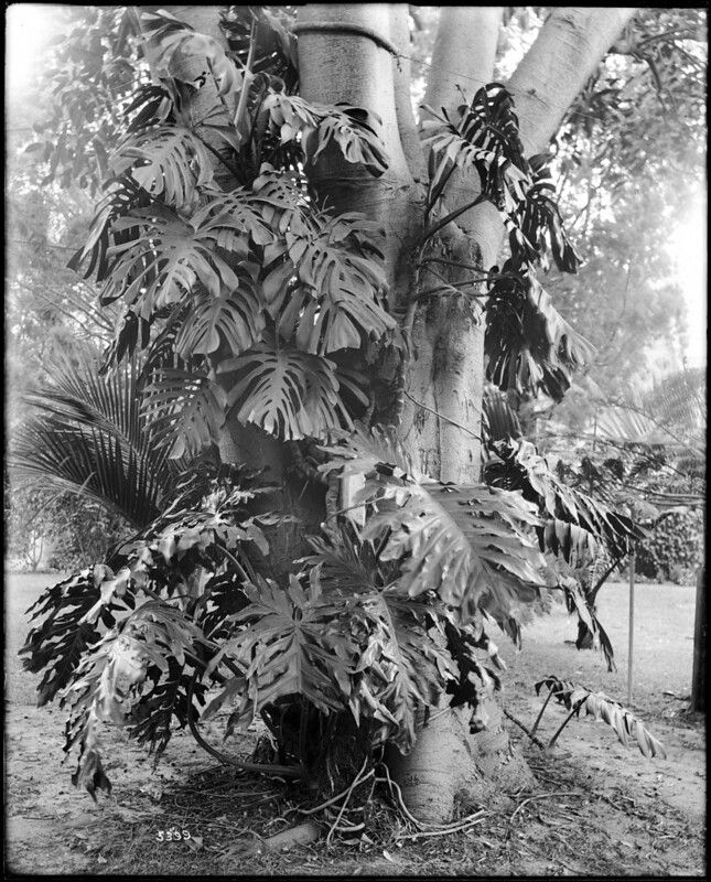10 Philodendron Hastatum