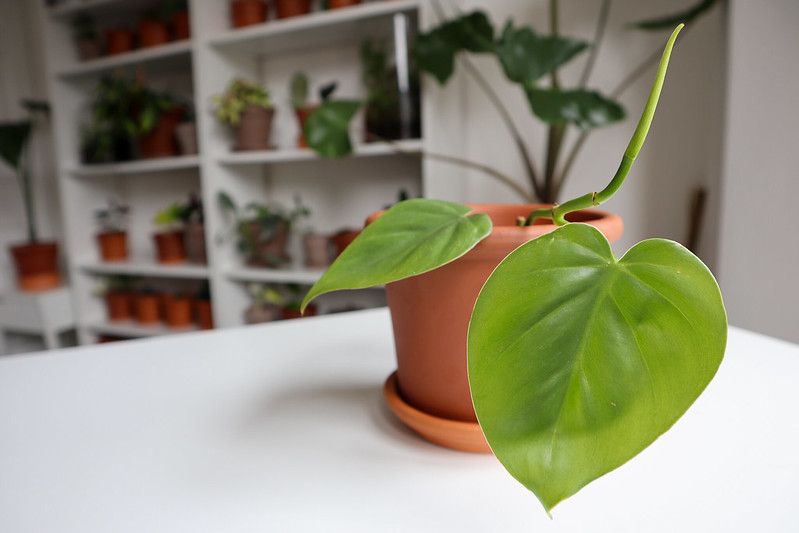 11 Philodendron Hederaceum