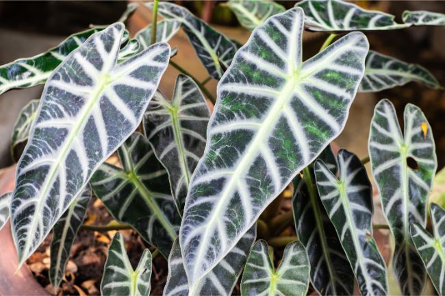 Planta de máscara africana Alocasia x Amazonica plantas de interior grandes con poca luz