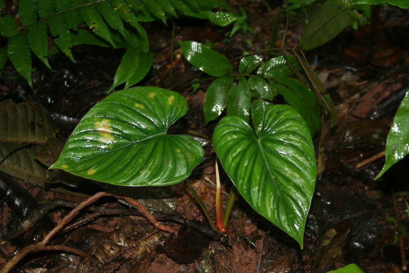 17 Philodendron Mamei