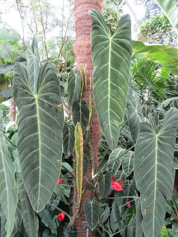 18 Philodendron Melanochrysum