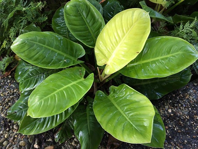 20 Philodendron Moonlight