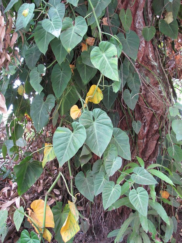 24 Philodendron Pedatum