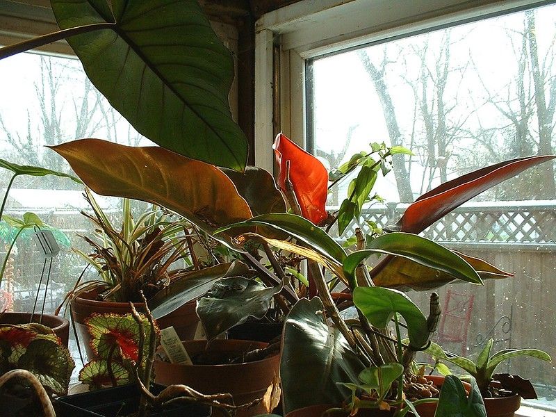 26 Philodendron Prince of Orange