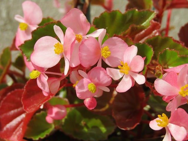 3 Begonia