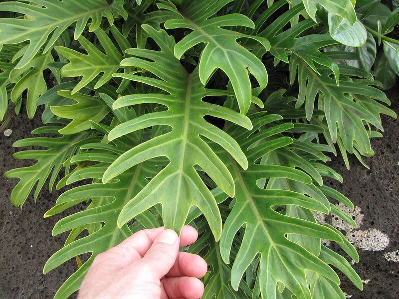 30 Philodendron Tortum