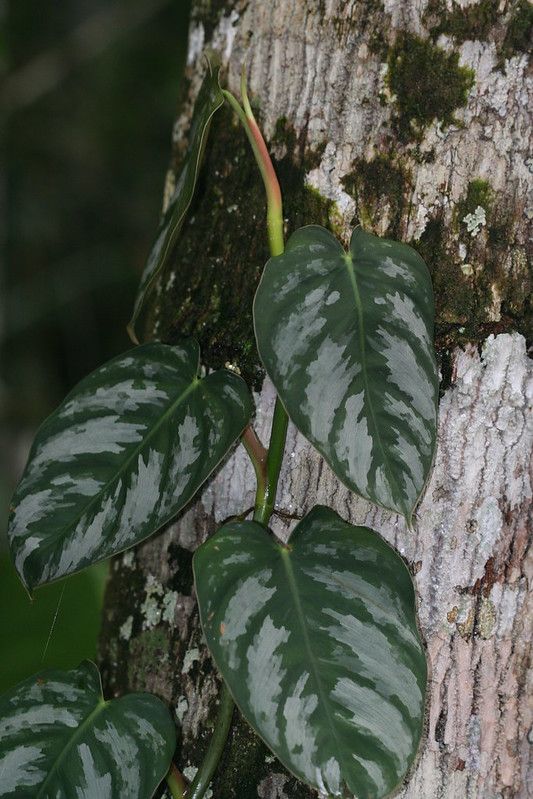 4 Philodendron Brandtianum