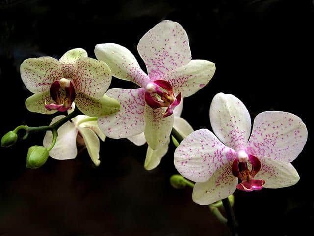 5 plantas de orquídeas absorben la humedad