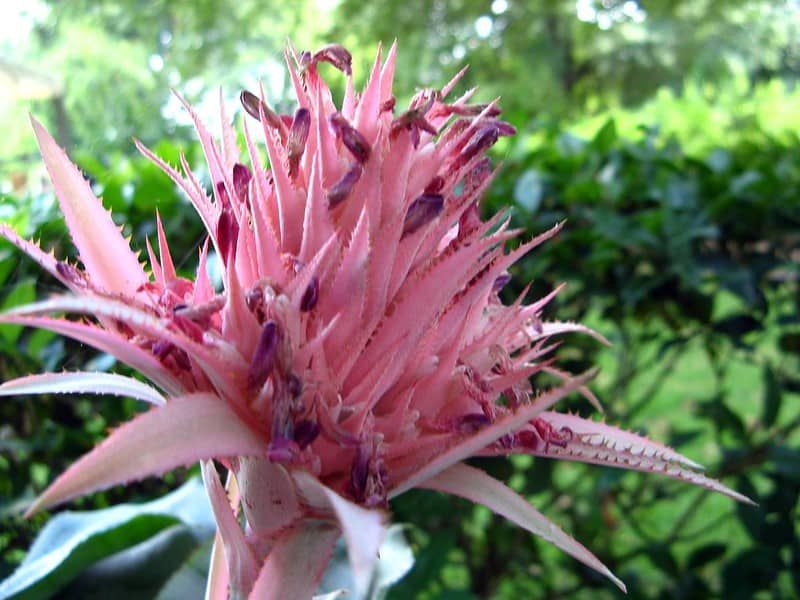 6 Bromeliads