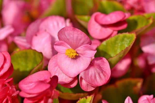 7 Begonia plants absorb humidity