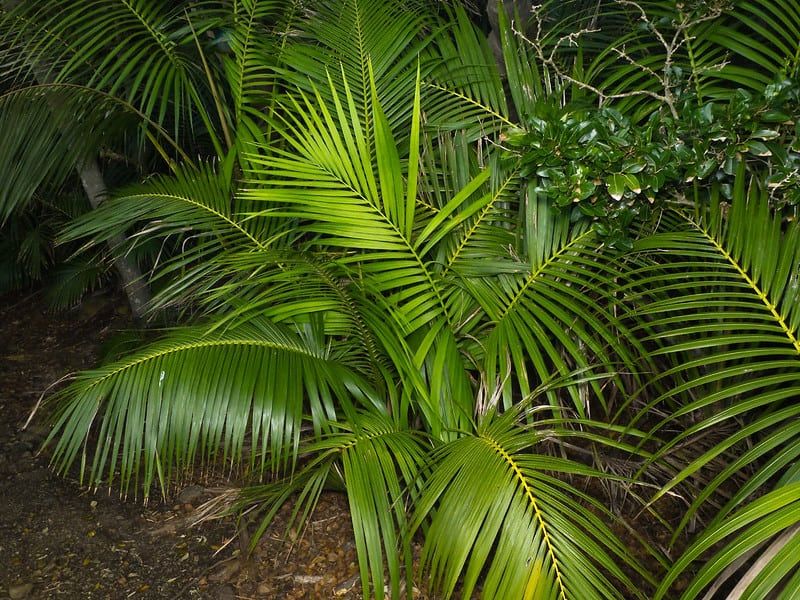 9 Kentia Palm