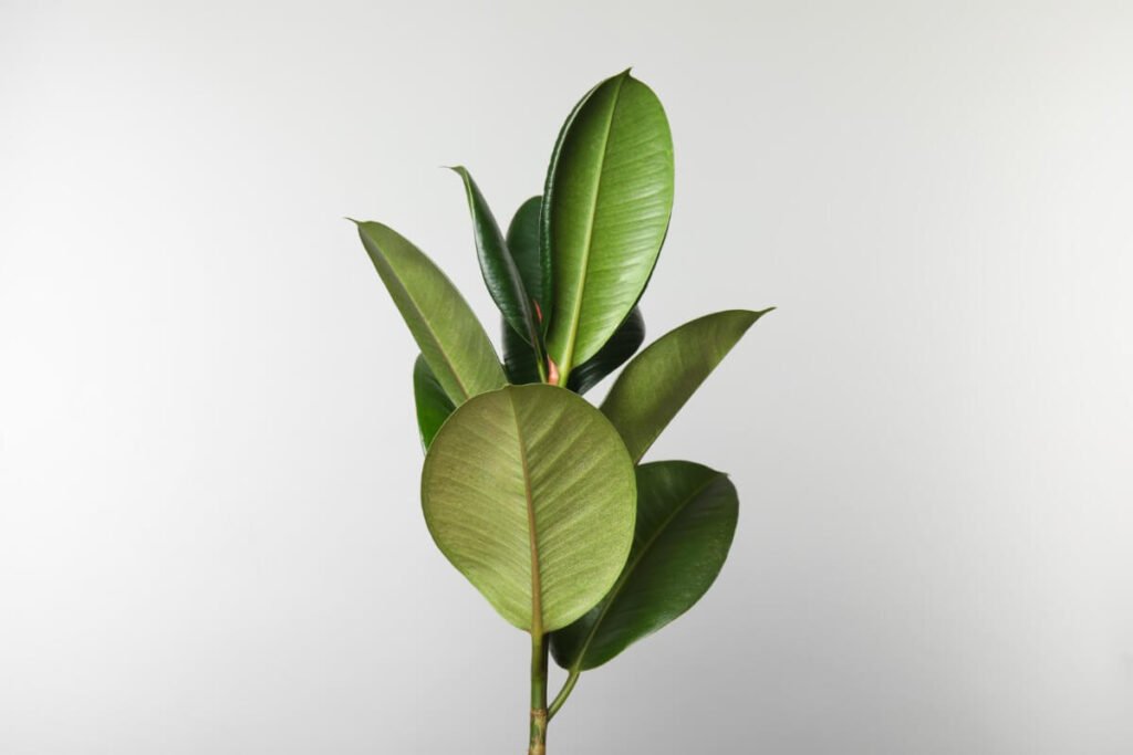 About Ficus Trees