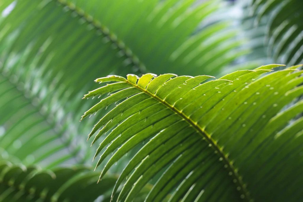 About Indoor Plam Trees
