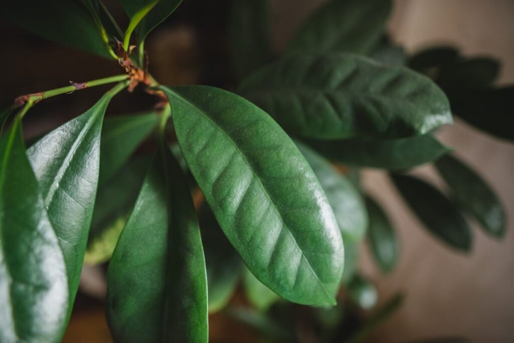 African Fig Tree (Ficus cyathistipula)