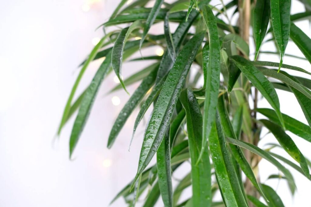 Alii Fig (Ficus maclellandii)