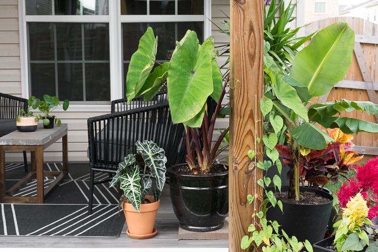 alocasia amazonica plant with other plants on a patio