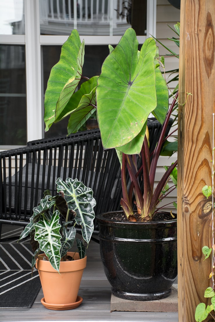 alocasia polly with another elephant ear plant on a patio