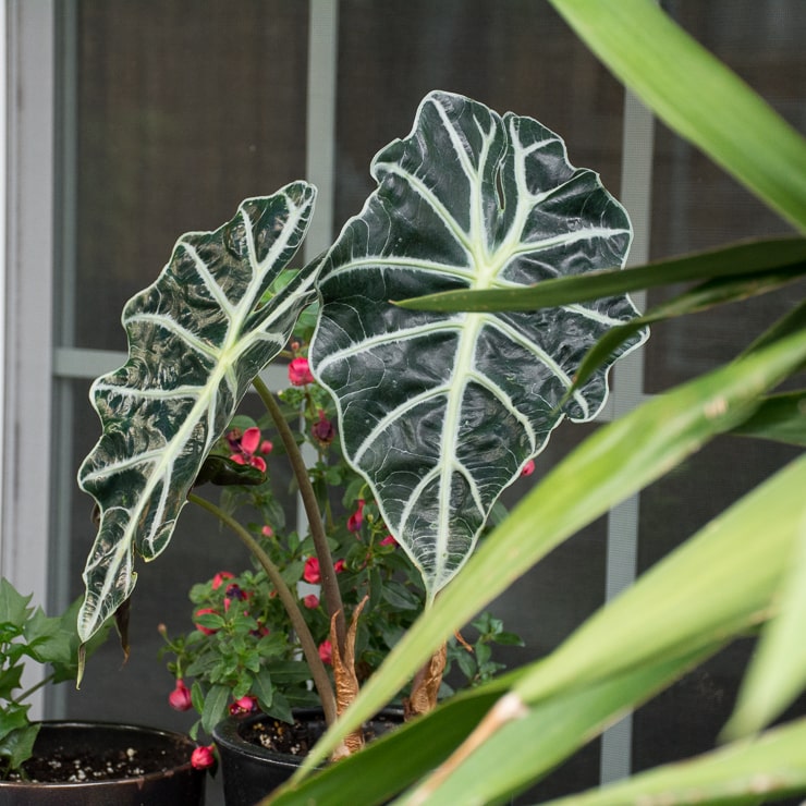 alocasia amazonica plant with other plants on a patio