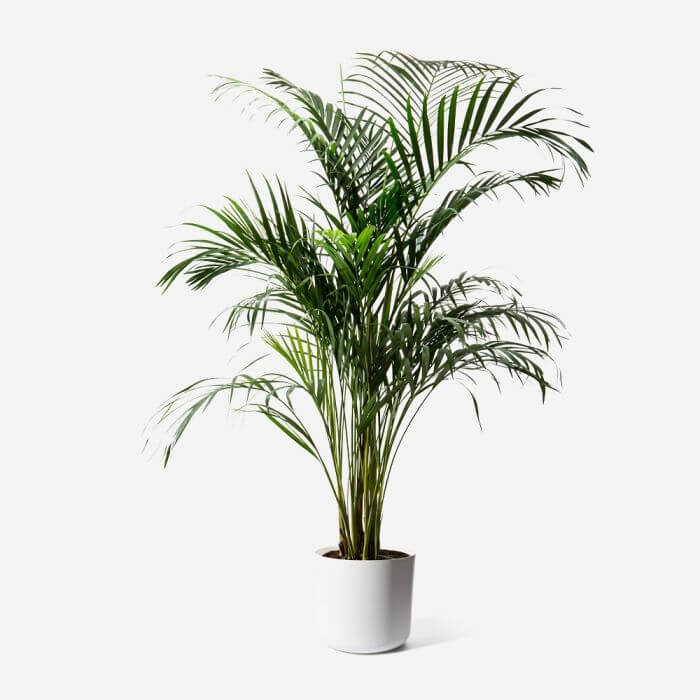 Areca Plam from FLOWERBX