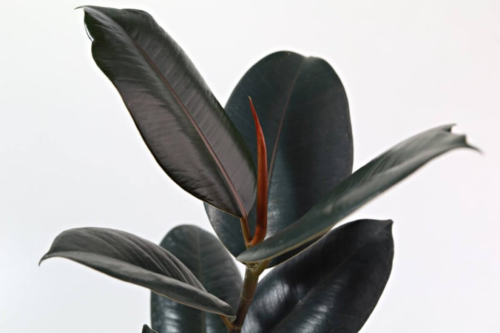 Burgundy Rubber Tree (Ficus elastica 'Burgundy')