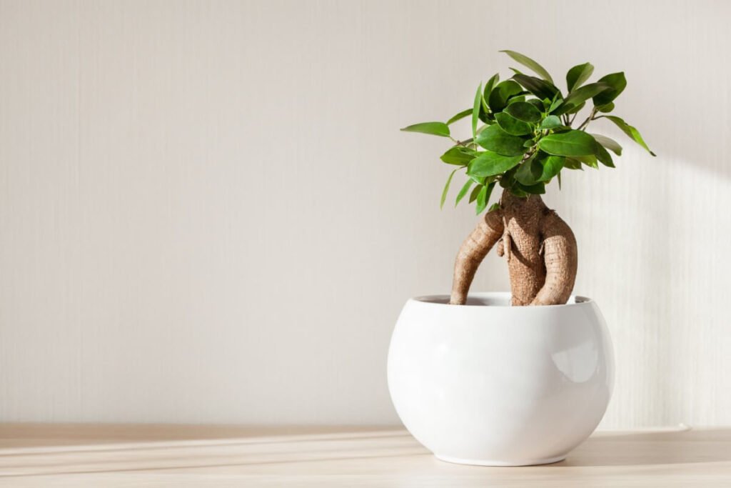 Chinese Banyan (Ficus microcarpa)