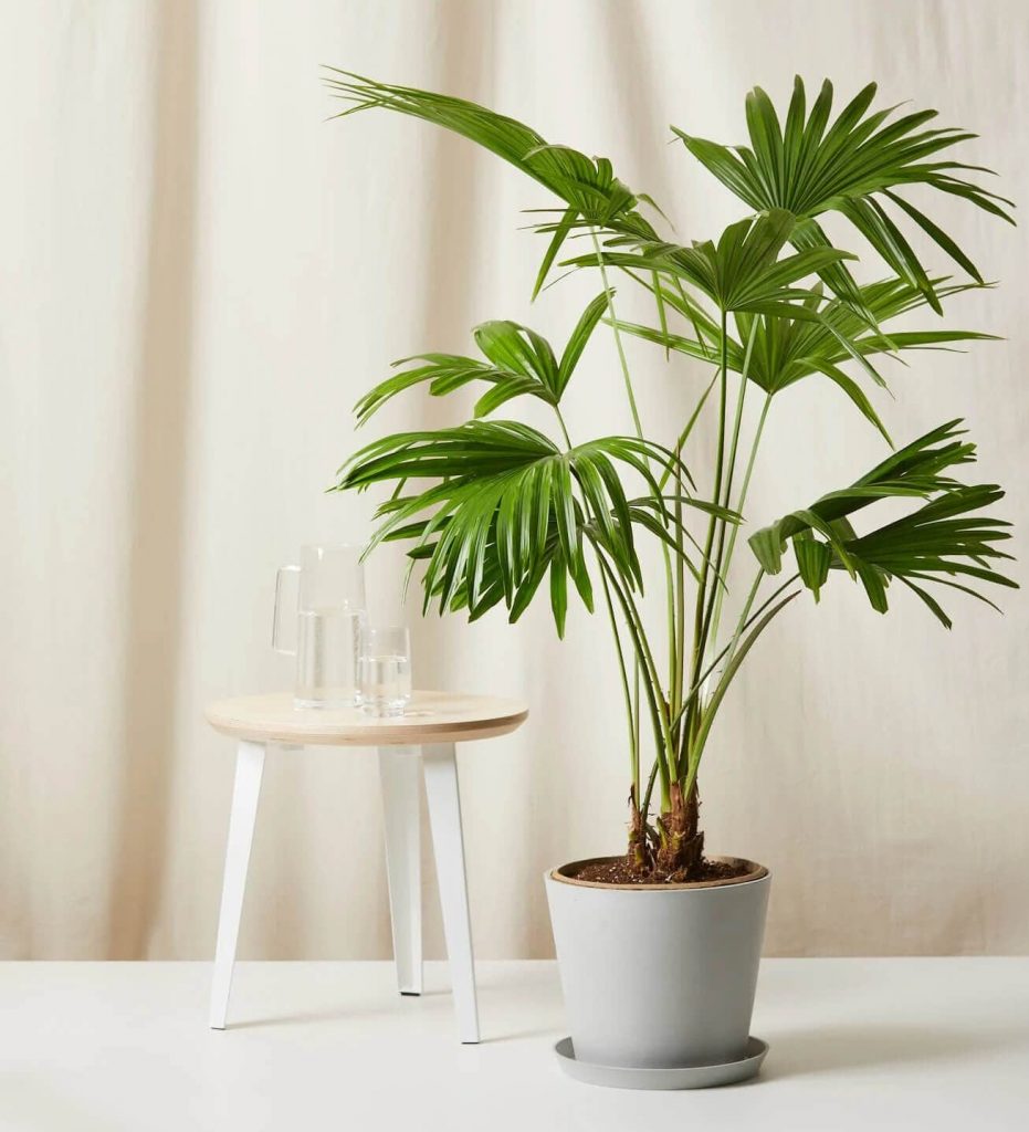 Chinese Fan Palm from Bloomscape