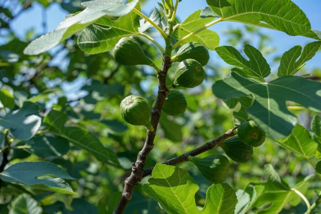 Common Fig (Ficus carica)