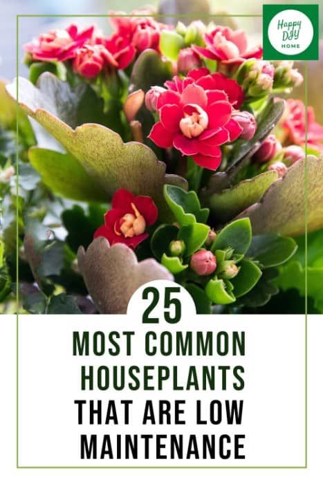 Common Houseplants